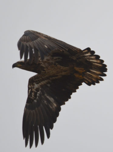 T-R PHOTO BY GARRY BRANDENBURG An immature Bald Eagle (Haliaeetus leucocephalus) uses its powerful wings to propel itself into the air after launching from a nearby dead deer carcass. The deer was the victim of a vehicle collision. Eagles that are either resident birds, or additional eagles from more northern climes, will scavenge Iowa's landscape looking for any type of food they can find. Fish from area lakes or rivers is always a prime food. However, any road-killed critter such as squirrels, raccoons or opossums will fit into the dietary requirements to keep eagles alive. Bald Eagles are common birds that one can see this winter at many local sites. The entire Iowa River Valley is worth checking. Use county road bridges as look out points for your binoculars. Three Bridges County Park is always a good location to try. Eagles can also be found even in the wide open corn fields far from water sources. Just stay vigilant.